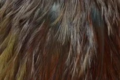 Coq de Leon Rooster Saddle